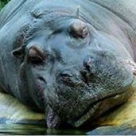 Hippo